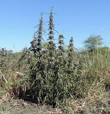 Image result for Hygrophila schulli