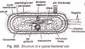Check spelling or type a new query. Structure Of Bacteria With Diagram Microbiology