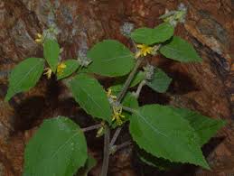 Image result for Triumfetta pilosa