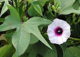 Ground cover normally, but some climbing varieties can reach 7 feet: Plant Of The Month Uala Sweet Potato Perfect For Growing In Hawaii West Hawaii Today