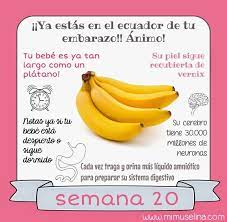 Semana 20 Embarazo Tamano Y Evolucion Del Bebe Mimuselina 20 Semanas De Embarazo Embarazo Alimentacion Embarazo