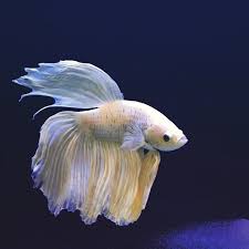 Like Some Sort Of Beautiful Ghost Betta Bettafish Bettatank Bettasorority Aquariums Fishofpinterest Betta Fish Betta Betta Tank