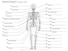 Microscopic structure of a long bone. Skeletal System Diagram Types Of Skeletal System Diagrams Examples More