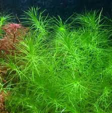 Image result for Lagarosiphon muscoides