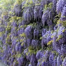 Image result for Wisteria