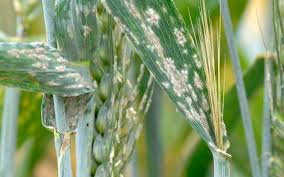 Wheat with Improved Powdery Mildew Resistance (University of Zurich)