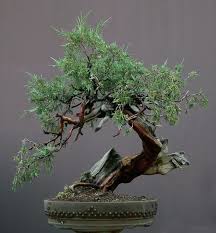 pin by bao on bonsai bonsai tree indoor bonsai tree bonsai tree types
