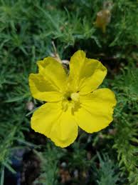 Image result for Vepris drummondii