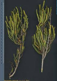 Image result for Sarcocornia