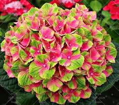 Image result for hydrangea paniculata vanille fraise