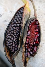 Image result for Lasimorpha