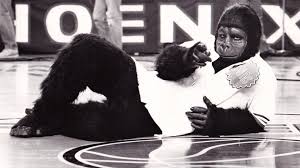By beavis 25 on sep 16, 2016, 1:30pm mst 32. The Story Behind The Phoenix Suns Original Gorilla Explained 12news Com