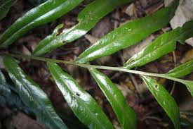 Image result for Lindsaea ensifolia