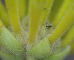Image result for Limeum viscosum