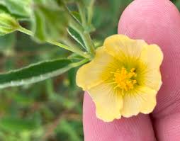 Image result for Sida ovata