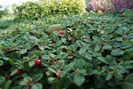 Zu ihrem gesuch konnte auspreiser eine große anzahl von produkten finden. Immergrune Gartenstraucher 23 Bluhende Und Winterharte Arten Hausgarten Net