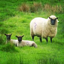 Llanwenog Is A Breed Of Domestic Sheep Originating In Wales It Was Developed In The 19th Century From The Now Extinct Llanllw Animals Barnyard Animals Sheep