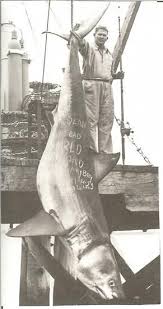 World S Biggest Shark Ever Captured 40 Feet Long Big Shark Biggest Shark Ever Biggest Shark Ever Caught