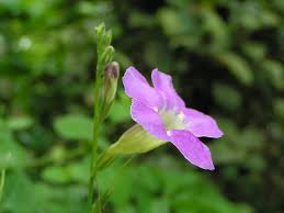 Image result for Asystasia