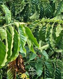 Image result for Coffea sp. A