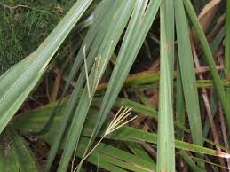 Image result for Eustachys