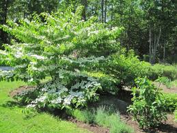 Some buds may still flower (although not as brilliantly) while others might drop pets and look lackluster. 3 Flowering Trees And Shrubs For Your Garden Magnolia Viburnum Dogwood The Old Farmer S Almanac