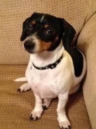 Dachshund Terrier Mix Black And Brown Adopt Simon 2 On Petfinder Dachshund Mix Piebald Dachshund Animal Pictures