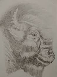 Here Is A Drawing Of A Buffalo That I Did Mattstarrfineart Buffalo Drawing Sketch Buffalobills Bills Draw Art Buff Fine Art Art Starr