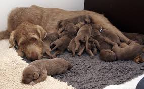 And that's because the acceptable age varies from one place or person to another. When Can A Puppy Leave Its Mom Humbledogs