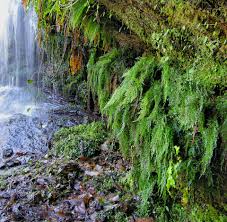 Image result for Vandenboschia gigantea