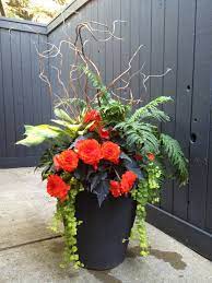 Shade Planter Begonia Fern Hosta Creeping Jenny Curly Willow Flower Garden Container Gardening Creeping Jenny