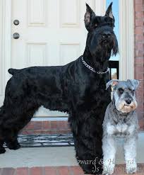 Black And Silver Giant Schnauzer Puppies For Sale Schnauzer Razzi This Is The Entire Gang From Left To Schnauzer Schnauzer Puppy Miniature Schnauzer
