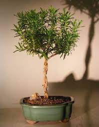 Image result for rosemary bonsai