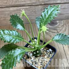 Image result for Dorstenia psilurus