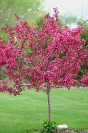 And the tree is well shaped with glossy leaves. 5 Dwarf Pink Dogwood Seeds Tree Cornus Florida Fubra Flowering Hardy Fall 663 Ebay