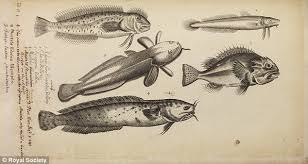 Fishing For Images Of The Past Royal Society Puts Archive Online Featuring 300 Year Old Book On Sea Creatures That Almost Led To Institution S Downfall Weird Fish Sea Creatures Royal Society