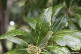 Image result for Heterotis canescens