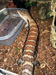 Blue tongue skink enclosures or habitats should be spot cleaned daily. Pin On Blue Tongue Skink