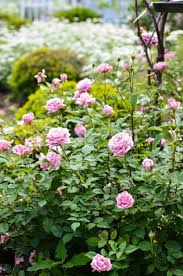 Today's roses are specially grown to be less fussy and have higher yields. Your Garden Your Canvas Lanson B Jones Co