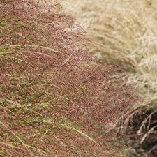 Image result for Eragrostis moggii