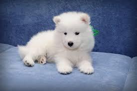 This akc samoyed puppy is looking for a loving furever home! Samoyed Wallpapers Top Free Samoyed Backgrounds Wallpaperaccess