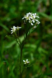 * instantly identify thousands of plants, flowers and trees with advanced artificial intelligence * learn more about plants, including beautiful images from around the world * receive suggestions and tips from a network of. Little White Flower Identification Please By Willmer Ephotozine