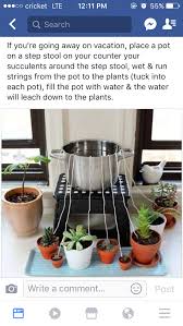 Pin By Monica Mulgrave On Bloomin Beauty Plants Self Watering Planter Water Plants