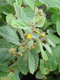 Image result for Waltheria indica