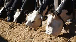 Avant la mise en lots, au dans un régime à base d'ensilage d'herbe sur des vaches en début et à la fin de la période expérimentale. Conseil De Nutritionniste