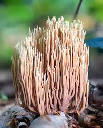 Image result for Ramaria stricta