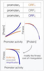 Promoter Activity Buffering Reduces The Fitness Cost Of Misregulation Biorxiv