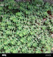Image result for Euphorbia prostrata
