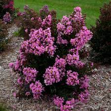 Lagerstroemia Perky Pink Ppaf Walters Gardens Inc