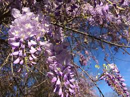 Purple hardy deciduous flowering shrubs. This Beautiful Purple Vine Can Be Deadly To A Tree